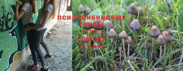 сатива Елизово