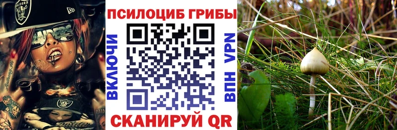 как найти закладки  Кириллов  Галлюциногенные грибы GOLDEN TEACHER 